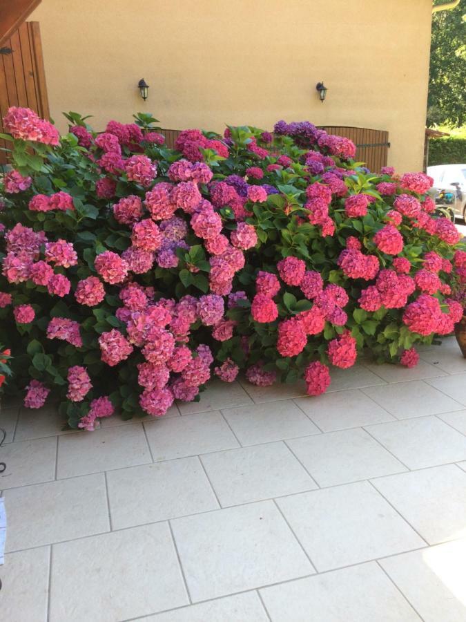 Bed and Breakfast La Mimona Sainte-Eulalie-en-Born Exterior foto